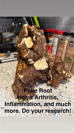 Poke root, also known as Phytolacca americana, is a plant that has...