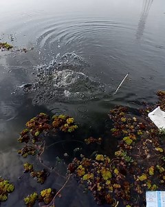 10M views · 42K reactions | Unexpectedly Catching Lots of Big Green Tilapia Fishes in Small Pond #fishing #fishingvideos #thoondilulagam #lakefishing | Thoondil Ulagam - Fishing | Facebook