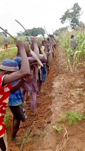 Traditional African Farmers Working Together to Tilling the Soil in a Maize Field