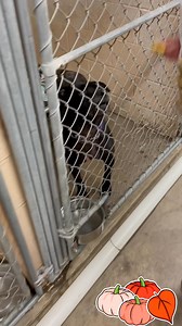 5.9K views · 189 reactions | Our dogs enjoying the treats Ms. Shope’s 8th Grade Family Consumer Science Class from Central Mountain Middle School made for them. Thank you so much they loved them!  | Clinton County SPCA | Facebook