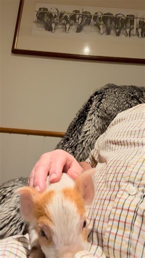 99 reactions · 13 comments | The piglet with the poorly leg has made it inside. Nightmare! | Farmer Shaun's - Farmshop & Cafe | Facebook