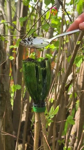 Air layering technique using plastic bottle 🌱 #diy #airlayering #plasticbottle #trick