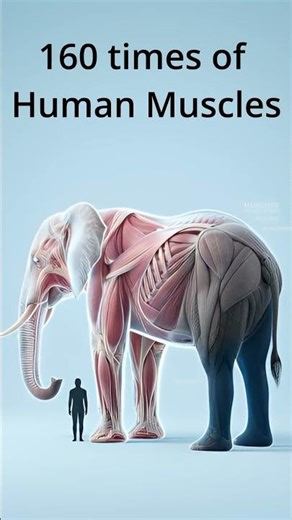 How Strong Is an Elephant? 🐘 (Compared to Humans)