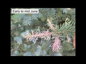 Spring Fever Garden Forum 2017: Diagnosing Spruce Disorders
