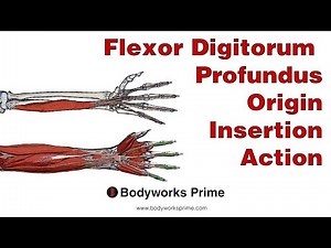 Flexor Digitorum Profundus Anatomy: Origin, Insertion & Action