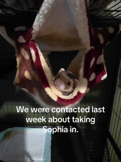 Sophia's Journey: From Rescue to a Loving Home
