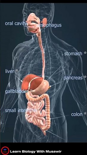 Alimentary track or Digestive system parts names - ##shorts