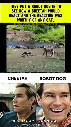 Cheetah Meets Robot Dog! 🤖🐆