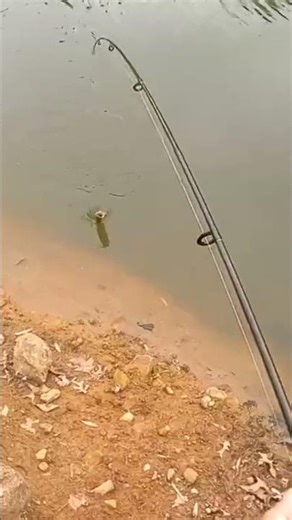 BASS ON A WACKY RIG #fishing #countrymusic #music #song #pondfishing #bassfishing #largemouth