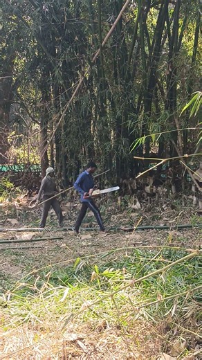 Bamboo Tree Cutting #bamboo #bamboocutting #tree #bambootree