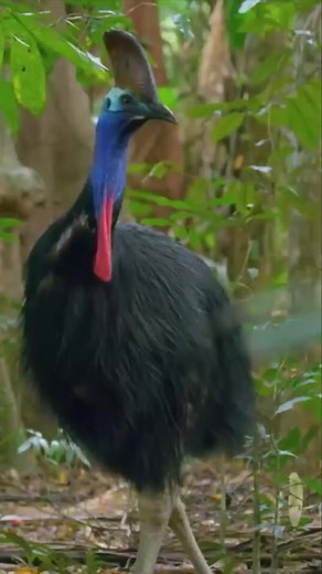 Cassowary | The Deadliest Bird In The World #cassowary #birds #fypシ゚ #wildlife #documentary | Nature Lens