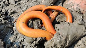 104K views · 898 reactions | Amazing Eel Fishing Techniques Catching a lot of Eel Fish in Underground Deep Hole | AB Fishing | Facebook