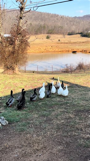 Little waddles 🥹🥹 #ducksoftiktok #adventure #ducksinarow #farmlife #waddle