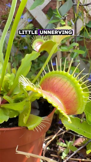 A terrifyingly alien plant! The Venus Fly Trap! #nature #outdoors #garden #houseplants #interesting