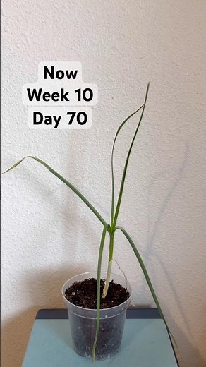 Growing a Store Bought Garlic Clove #week10 #garlic #planting #growth #update
