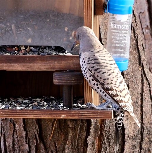 1.1K views · 68 reactions | Female Northern Flicker taking her share from the feeder. Aurora Colorado Nov 11 2025 | Mickey Crow | Facebook