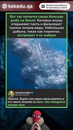 Как на самом деле питается самая большая рыба в мире