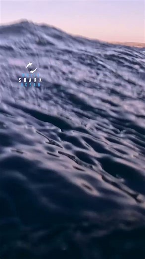 Swimming with a sardine run bait ball