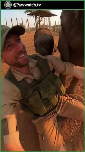 Baby Elephant's Heartwarming Bond with Her Human Ranger