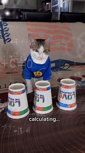 how to test if your cat genius or dumb? 😆 | Chimping