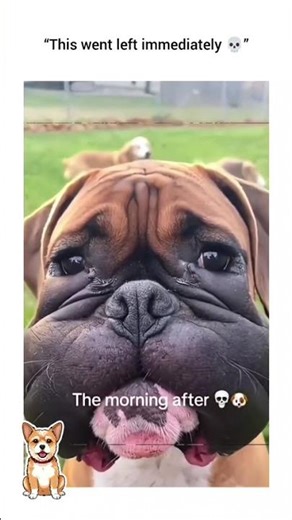 Dog vs Bees |Perro contra abejas🐝 🐶 #dogs #bees # humor #comedy #funny