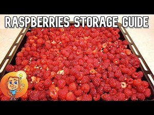 Raspberries Storage Guide - How to keep raspberries for a long time - Freezing Raspberries