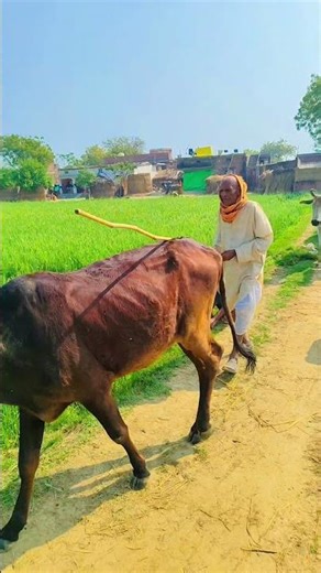 गौ सेवा भी जरूरी है गांव में देखने के बाद ही मिलता है गांव की हरियाली सब