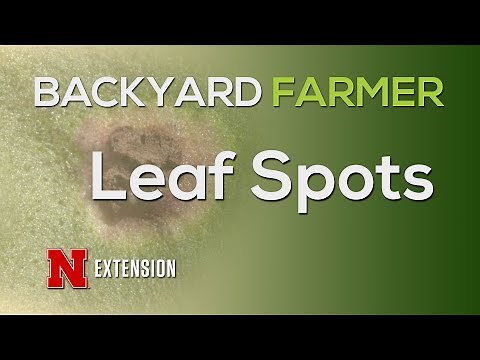 Leaf Spots