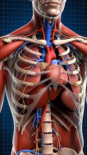 Human Heart Explained ❤️ How It Pumps Blood Through the Body #HumanHeart #HeartAnatomy