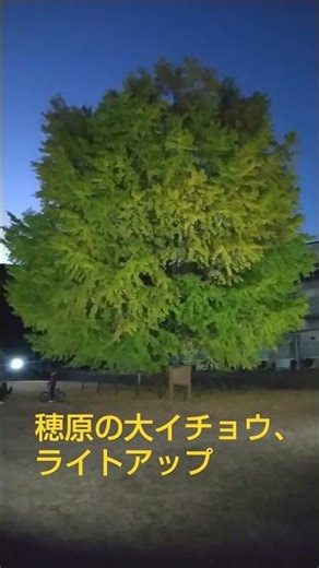 南伊勢町伊勢路、旧穂原小学校の大イチョウ、ライトアップが始まりました。#shorts