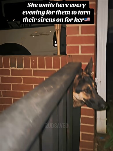 This retired K9 still waits for her team every night ❤️ | k9 dogs