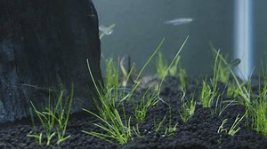 Zebra Danios Swimming Newly Planted Aquarium Stock Footage Video (100% Royalty-free) 3777246871 | Shutterstock