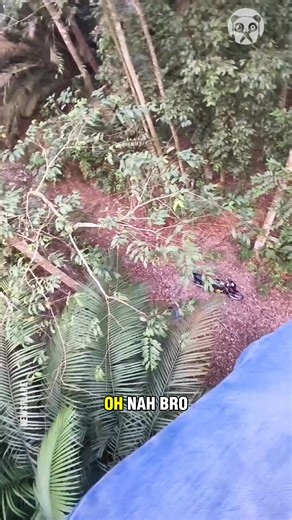 Hiker climbs to top of tree to escape tiger | Gorgeous