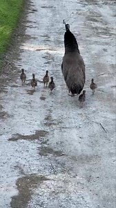 69K views · 1.6K reactions | This Peahen doing an extraordinary job still having her original 7 peachicks. Many are lost to predators and Elsa washed some away but she protects hers well. Peahens sit on the ground and cover their chicks in rain storms regardless of severity and really take a beating in bad weather. If a peahen is not constantly vigilant loses chicks. | Blessed Daily | Facebook