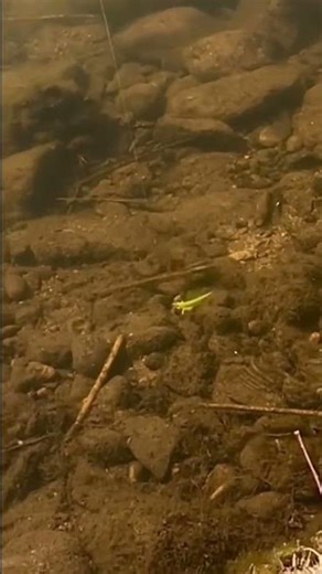 Check out the Moondog 2” Boujee Bug rigged on a micro tungsten Jika Rig! #fishing