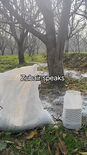 Types and dosage of lime in apple plant Calcium carbonate and dolomite uses | Zubair Speaks