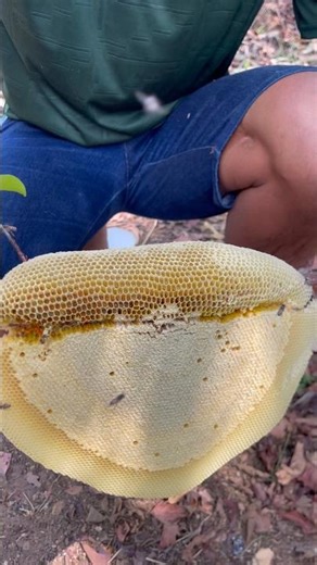 Golden Honey Drip 🍯 | Satisfying & Relaxing ASMR Video