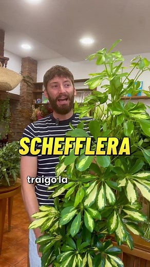 Cuidado y Tips para tu Schefflera