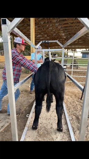 Dealing with Calf Bloat: A Farmer's Guide