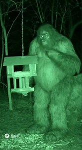 Bigfoot caught eating out of birdfeeder