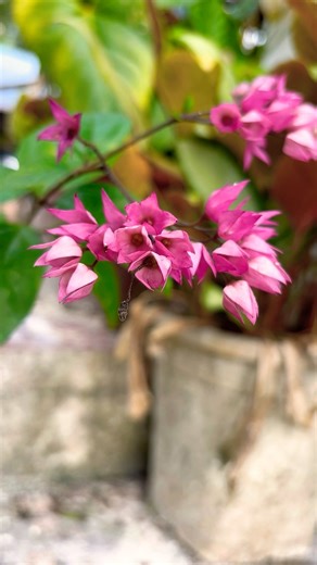 Bleeding-heart vine, Clerodendrum thomsoniae or Clerodendrum splendens. flaming glorybower, pagoda.