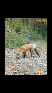 18K views · 377 reactions | A fox pup catches a chipmunk and tosses it up & plays with it. I know, it is sad for the chipmunk, but foxes are predators and they eat chipmunks. This chipmunk was cached to eat later after the fox was done playing 力 力 #fox #wildlife #foxes #trailcam #newyork #nature #hunting #naturelovers | Red Fox Tales | Facebook