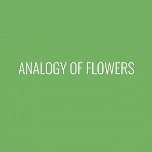ANALOGY OF FLOWERS Colour & Trend Preview Spring / Summer 2026
