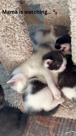 “Tiny Kittens Sleeping Together | Mama Is Guarding Them”