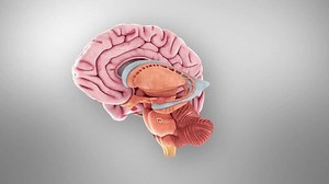 Brain Anatomy Revolving 3d Animation Stock Footage Video (100% Royalty-free) 3559484823 | Shutterstock