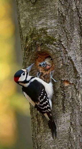 Woodpecker Gets Shot at by Squirrel with Tiny Gun! 😂 | Epic Animal Showdown 🐿️🔫