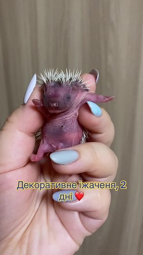 Рекомендовані акаунти