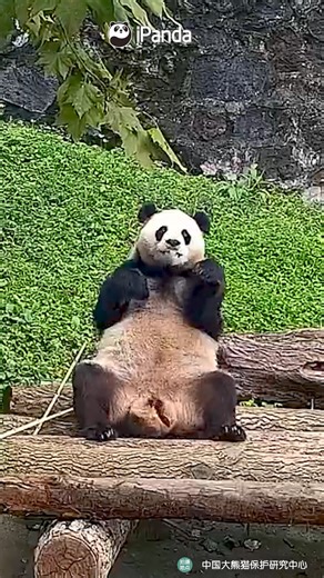 Are you trying to catch my attention by swinging on the floor? (Man Yuemei/Qing Qing) #HiPanda #PandaMoment #CCRCGP | iPanda
