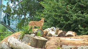 A zoological field research study at the Fota Wildlife Park | Britannica