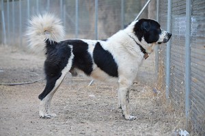 Greek Shepherd Dog Info, History, Temperament, Training, Puppies, Pictures